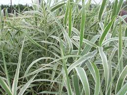 ARUNDO DONAX VARIEGATA